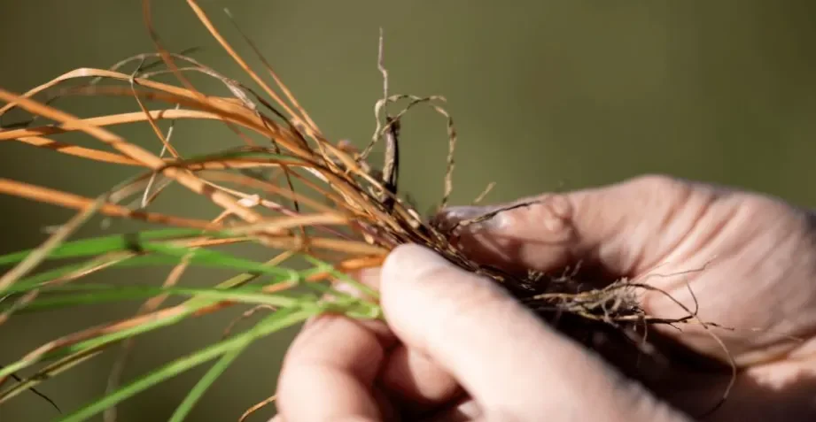 Argentina aprueba el primer herbicida selectivo contra gramíneas en 40 años: el debut mundial de VIRESTINA™