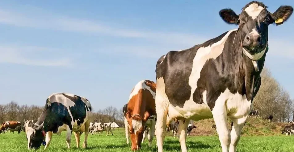 El stock bovino se desangra: Argentina perdió 700.000 cabezas en 2025 y alcanza su mínimo en 14 años