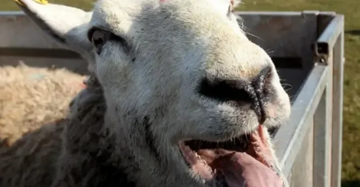 Alarma ganadera: detectan "oveja loca" en tres provincias en medio del vaciamiento del Senasa