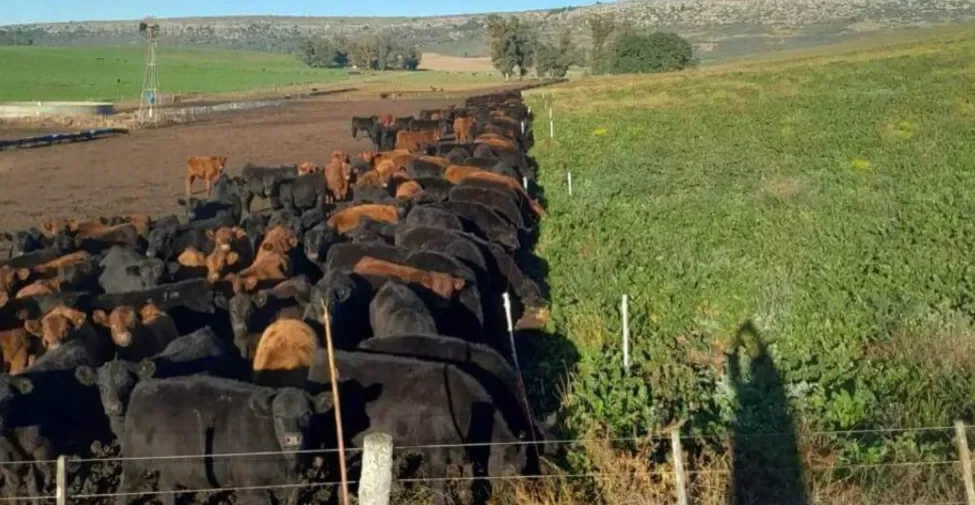 Otro viento a favor ganadero: el mapa mundial de la carne se reconfigura y Argentina está bien posicionada